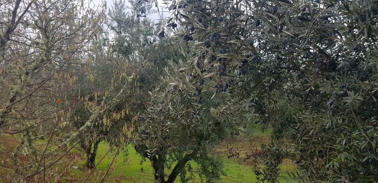 Zn Lodge Vidago Εξωτερικό φωτογραφία